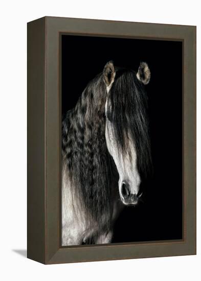 Horse-Fabio Petroni-Framed Premier Image Canvas