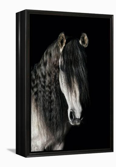 Horse-Fabio Petroni-Framed Premier Image Canvas