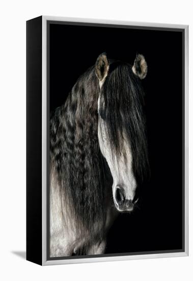 Horse-Fabio Petroni-Framed Premier Image Canvas