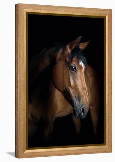 Horse-Fabio Petroni-Framed Premier Image Canvas