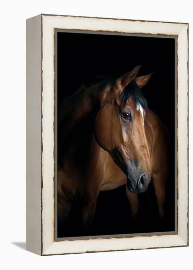 Horse-Fabio Petroni-Framed Premier Image Canvas