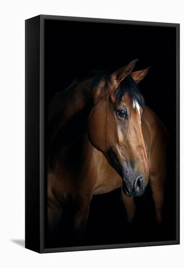 Horse-Fabio Petroni-Framed Premier Image Canvas