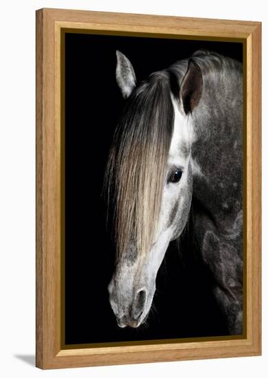 Horse-Fabio Petroni-Framed Premier Image Canvas