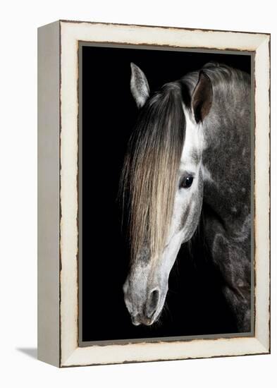 Horse-Fabio Petroni-Framed Premier Image Canvas