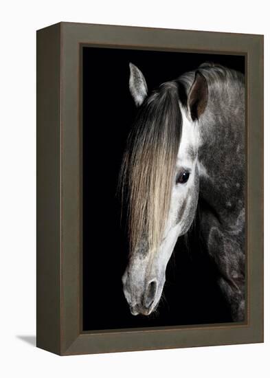 Horse-Fabio Petroni-Framed Premier Image Canvas