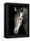 Horse-Fabio Petroni-Framed Premier Image Canvas