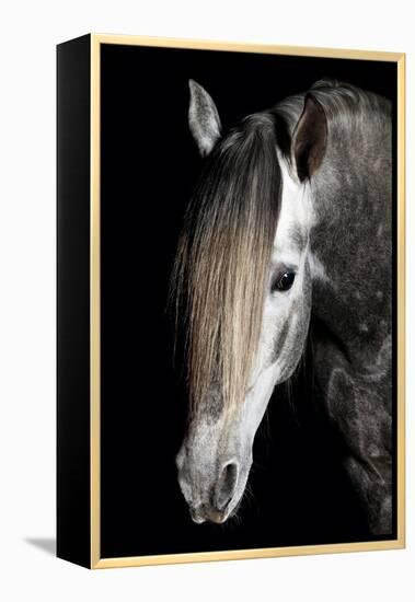 Horse-Fabio Petroni-Framed Premier Image Canvas