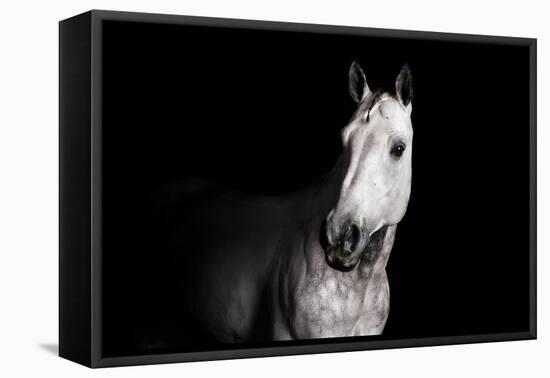 Horse-Fabio Petroni-Framed Premier Image Canvas