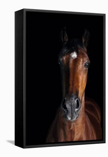 Horse-Fabio Petroni-Framed Premier Image Canvas