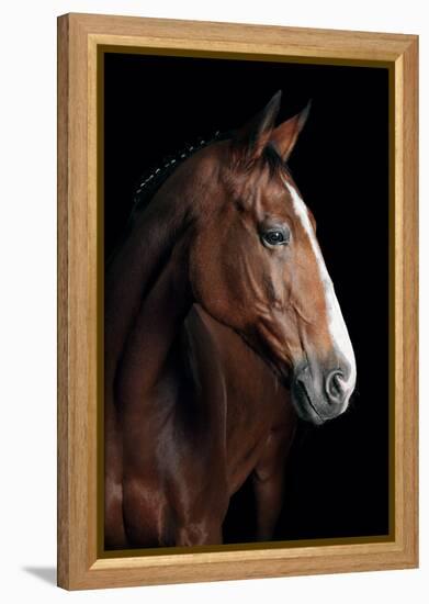 Horse-Fabio Petroni-Framed Premier Image Canvas