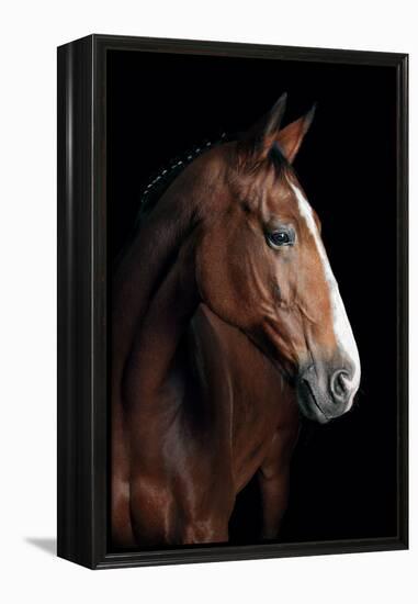 Horse-Fabio Petroni-Framed Premier Image Canvas