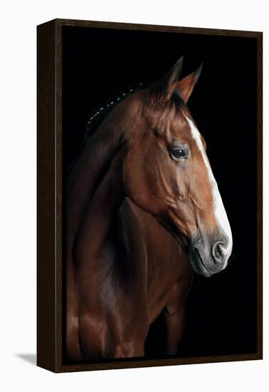 Horse-Fabio Petroni-Framed Premier Image Canvas