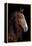 Horse-Fabio Petroni-Framed Premier Image Canvas