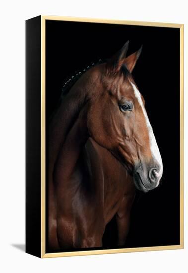 Horse-Fabio Petroni-Framed Premier Image Canvas