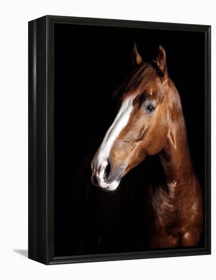 Horse-Fabio Petroni-Framed Premier Image Canvas