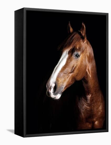 Horse-Fabio Petroni-Framed Premier Image Canvas