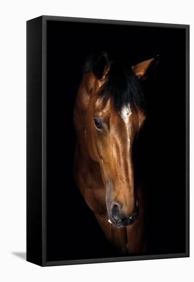 Horse-Fabio Petroni-Framed Premier Image Canvas