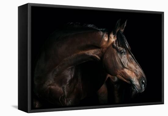 Horse-Fabio Petroni-Framed Premier Image Canvas