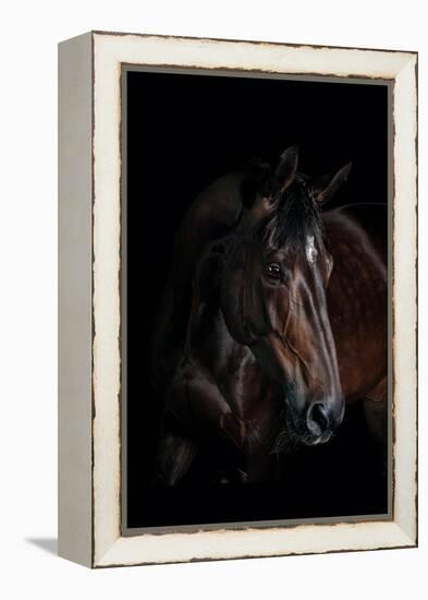 Horse-Fabio Petroni-Framed Premier Image Canvas