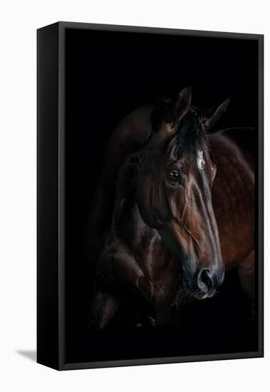 Horse-Fabio Petroni-Framed Premier Image Canvas