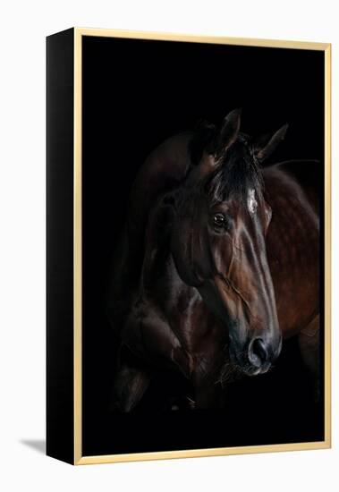 Horse-Fabio Petroni-Framed Premier Image Canvas