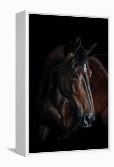 Horse-Fabio Petroni-Framed Premier Image Canvas