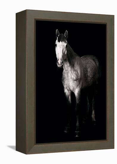 Horse-Fabio Petroni-Framed Premier Image Canvas