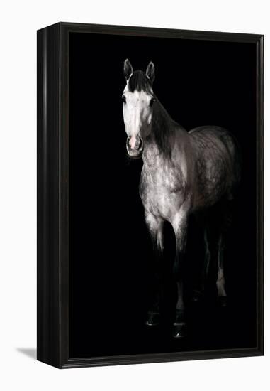 Horse-Fabio Petroni-Framed Premier Image Canvas