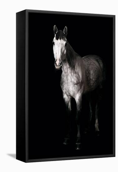 Horse-Fabio Petroni-Framed Premier Image Canvas