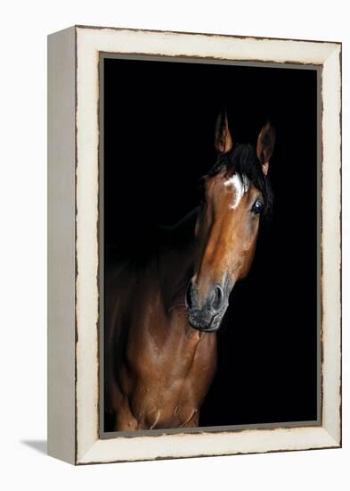 Horse-Fabio Petroni-Framed Premier Image Canvas