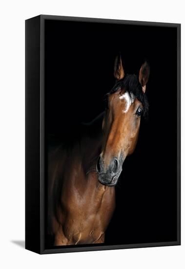 Horse-Fabio Petroni-Framed Premier Image Canvas