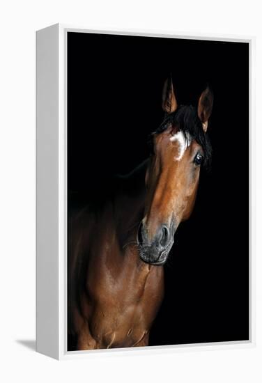 Horse-Fabio Petroni-Framed Premier Image Canvas