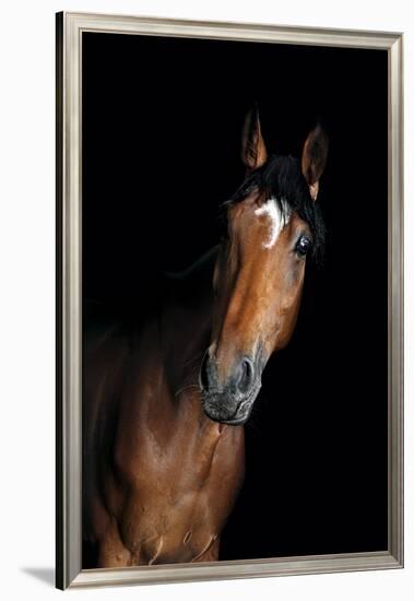 Horse-Fabio Petroni-Framed Premium Photographic Print