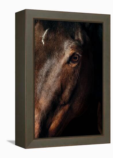 Horse-Fabio Petroni-Framed Premier Image Canvas