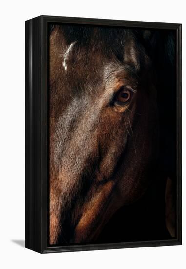 Horse-Fabio Petroni-Framed Premier Image Canvas