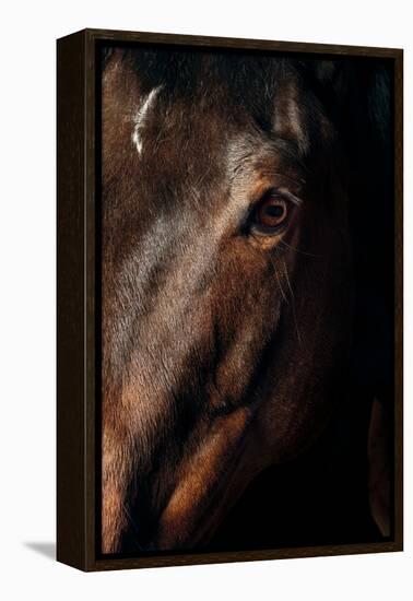 Horse-Fabio Petroni-Framed Premier Image Canvas