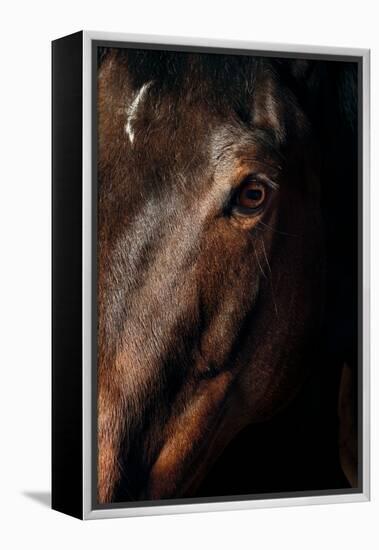 Horse-Fabio Petroni-Framed Premier Image Canvas