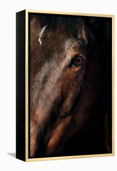 Horse-Fabio Petroni-Framed Premier Image Canvas