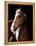 Horse-Fabio Petroni-Framed Premier Image Canvas