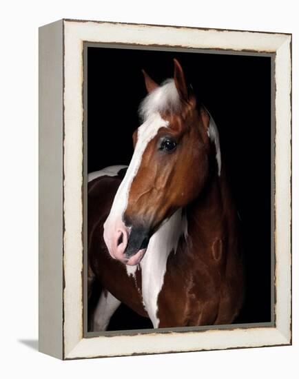 Horse-Fabio Petroni-Framed Premier Image Canvas