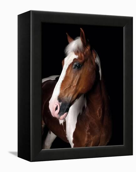 Horse-Fabio Petroni-Framed Premier Image Canvas