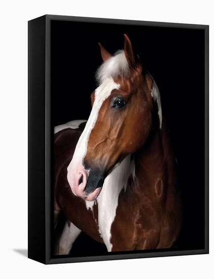 Horse-Fabio Petroni-Framed Premier Image Canvas