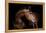 Horse-Fabio Petroni-Framed Premier Image Canvas