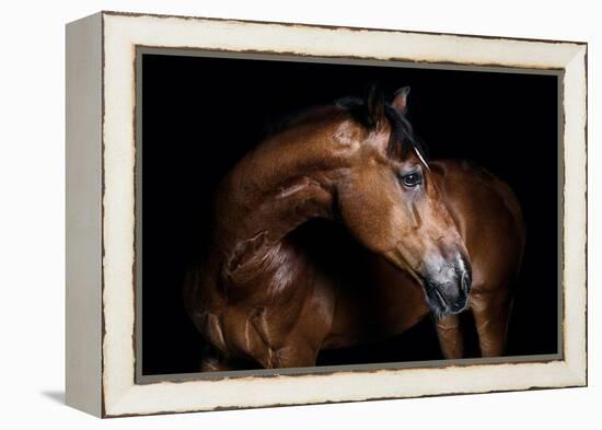 Horse-Fabio Petroni-Framed Premier Image Canvas