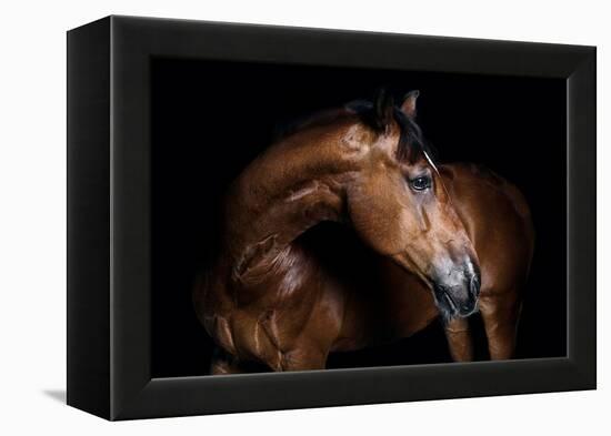 Horse-Fabio Petroni-Framed Premier Image Canvas