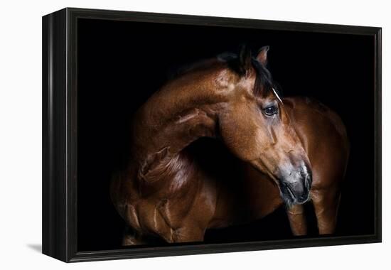 Horse-Fabio Petroni-Framed Premier Image Canvas