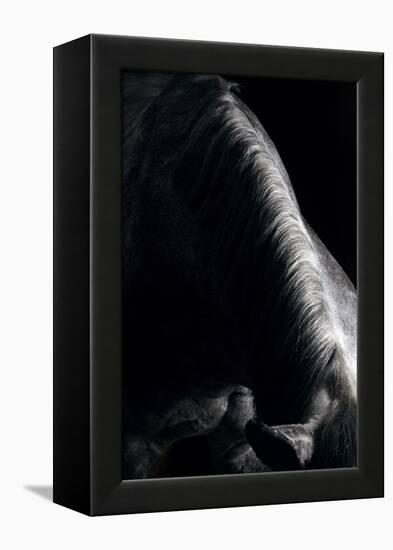 Horse-Fabio Petroni-Framed Premier Image Canvas