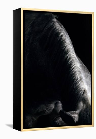 Horse-Fabio Petroni-Framed Premier Image Canvas