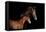 Horse-Fabio Petroni-Framed Premier Image Canvas