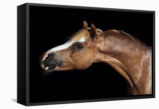 Horse-Fabio Petroni-Framed Premier Image Canvas